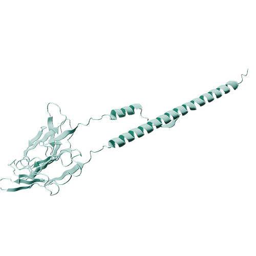 Mouse CD16 (C-6His, HEK293)(Leu32-Thr215)